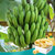 【满促】楼兰蜜语_香蕉脆片100g特产水果干香脆香蕉片第5张高清大图