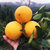 【果耶】四川月亮岛脐橙 5斤 现摘鲜橙子 新鲜水果(大果75-85mm)第4张高清大图