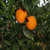 深山农特 纽贺尔脐橙 纽贺尔非17.5度脆甜橙 （坏果包赔）(大果65-80)(大果)(中果)第4张高清大图