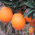 赣南脐橙原产地直发新鲜采摘橙子【甜度14-15】顺丰包邮（偏远地区不包邮）(9斤装)第4张高清大图