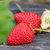 牛奶草莓新鲜水果整箱4斤包邮奶油巧克力红颜99大草莓非丹东第4张高清大图