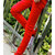 夏装牛仔裤男士修身纯色小脚裤子男韩版红色休闲长裤子男(红色 34)第5张高清大图