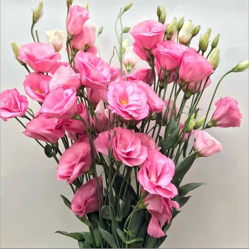 鲜花猫洋桔梗鲜花速递每周一花昆明产地直发粉色1520个花头