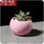 现代简约多肉植物陶瓷花盆A931彩色个性圆球肉肉植物花器lq0250(粉色（单盆）)第5张高清大图