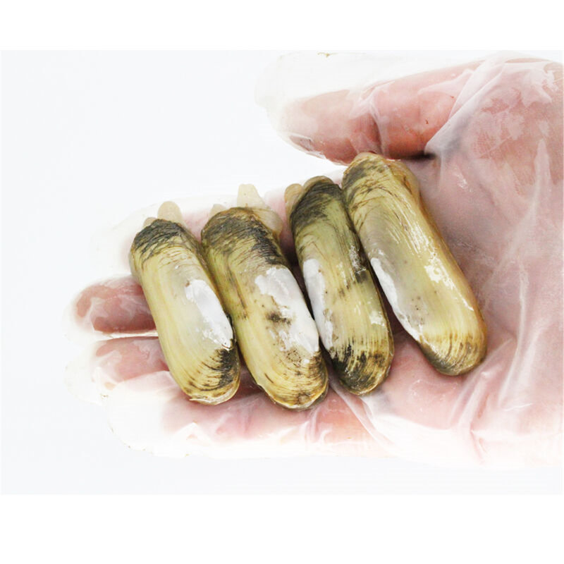 味库海鲜江苏连云港双头蛏子3040头斤约1kg约1000g