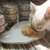 日本AkikA渔极AD猫罐头幼猫奶糕母猫哺乳期猫咪产后孕猫营养(红色)(AD老年猫3罐)第2张高清大图