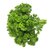 【顺丰】荷兰芹 欧芹蕃茜洋芫荽法香 新鲜西餐蔬菜(500g)第3张高清大图