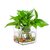 创意水培器皿花瓶摆件透明玻璃缸花盆插花水养绿萝植物正方形花器(7水晶圆缸 中等)第5张高清大图