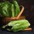 【顺丰】罗马生菜 罗纹生菜蔬菜即食新鲜沙拉菜可生吃罗文西餐 500g第3张高清大图