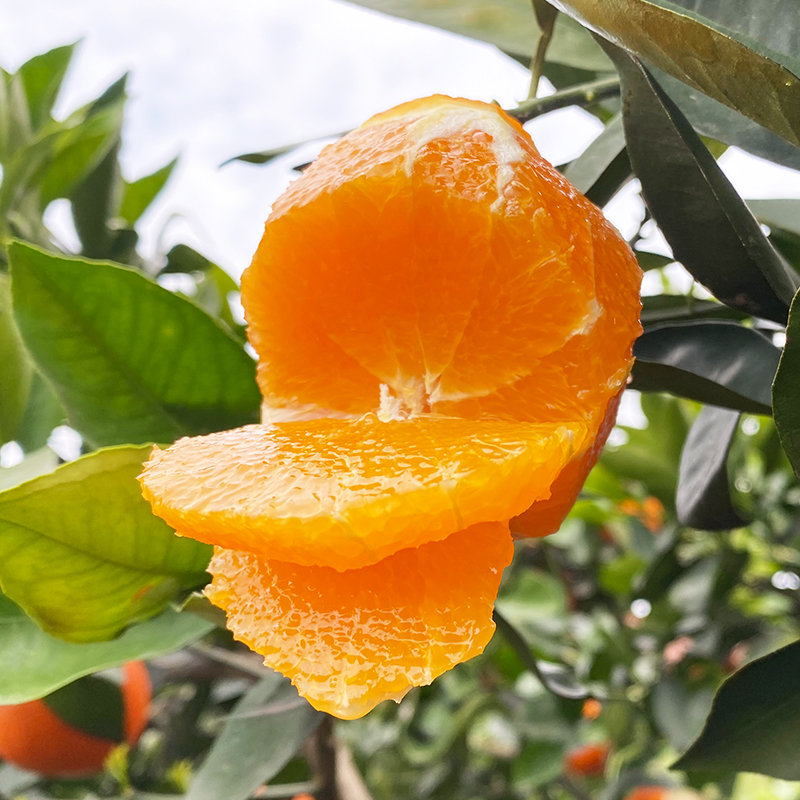 湖北秭归伦晚脐橙手剥橙果冻橙子当季新鲜水果产地现摘自定义5斤中果