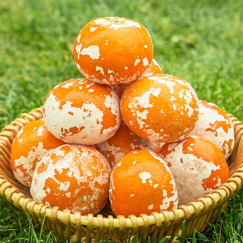 广西武鸣茂谷柑9斤新鲜大果脏脏柑橘子沃柑整箱当季水果石灰柑桔9斤中