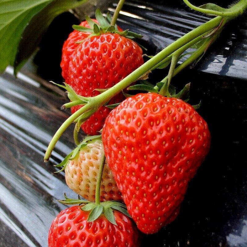 红颜草莓奶油草莓大凉山露天草莓新鲜水果