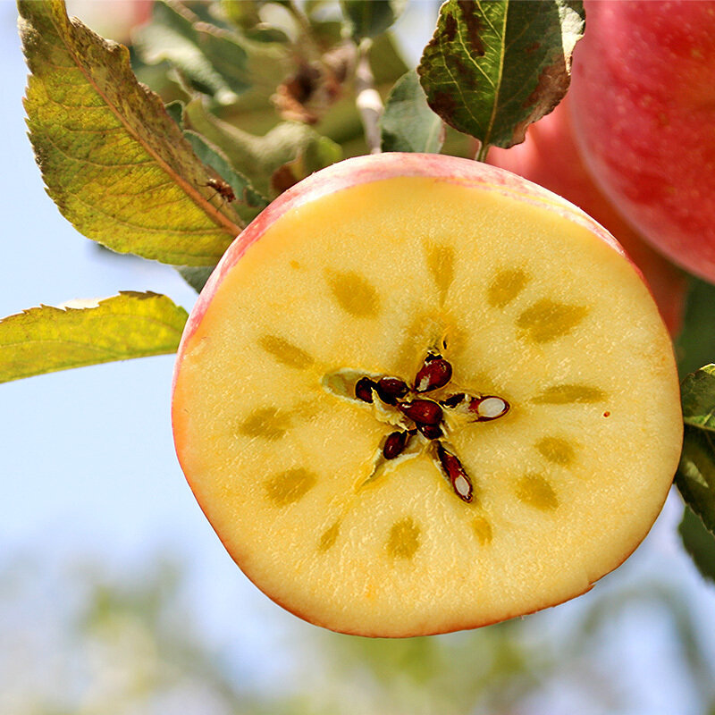 福瑞鲜新疆阿克苏冰糖心苹果新鲜水果红富士节日送礼彩箱装75mm起毛重