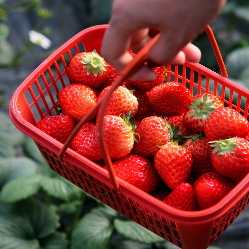 北京兴寿红颜草莓约3斤新鲜采摘草莓水果空运包邮新鲜达春节可发货