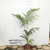 千式花卉棕榈树假槟榔绿植第4张高清大图