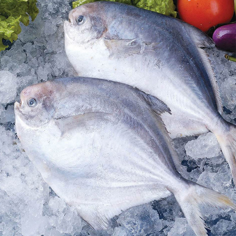 渔鼎鲜冷冻东海大鲳鱼500-600g 袋装 舟山特产鱼类顺丰航空冷链配送