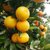 湖南麻阳冰糖橙甜橙3-9斤 新鲜水果手剥橙橙子(3斤（60-65mm）)第3张高清大图