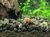 马来螺苹果螺观赏螺活体除藻螺鱼缸清洁吃鱼屎工具水族淡水螺套餐(透明 默认版本)第2张高清大图