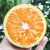 云南冰糖橙 当季新鲜  现摘现发  果径50-60mm  3斤/5斤/9斤(5斤装)第3张高清大图