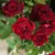 【鲜花猫】多头玫瑰鲜花速递昆明产地直发(紫罗兰多头玫瑰 8-10支)第3张高清大图