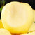 山东烟台奶油富士5斤装 新鲜苹果水果 黄金奶油富士苹果个大皮薄 脆甜多汁 净重4.8斤起 单果75mm(5斤装)第5张高清大图