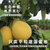 正宗平和琯溪蜜柚花皮红心柚子(2.5kg（精品果）)第3张高清大图