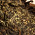 【包邮】中茶黑茶 中粮中茶 安化黑茶 金花茯砖400g第4张高清大图