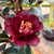 黑骑士山茶花盆栽树苗名贵品种茶梅紫黑色花阳台庭院花卉当年开花第4张高清大图