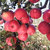 陕西洛川红富士苹果5斤装 果径75-85mm 新鲜水果第5张高清大图