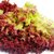 【顺丰】新鲜红叶生菜 罗莎红生菜 紫叶红生菜 沙拉食材 罗莎红 250g(250g)第4张高清大图